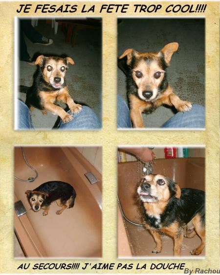 Ptit kiki (le chien de la famille) 